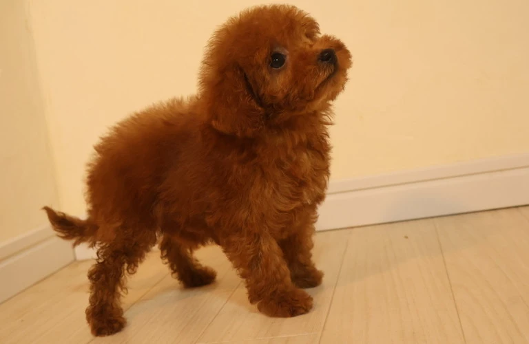 ティーカッププードルの性格を徹底解剖！あなたの愛犬がどんな子か知ろう