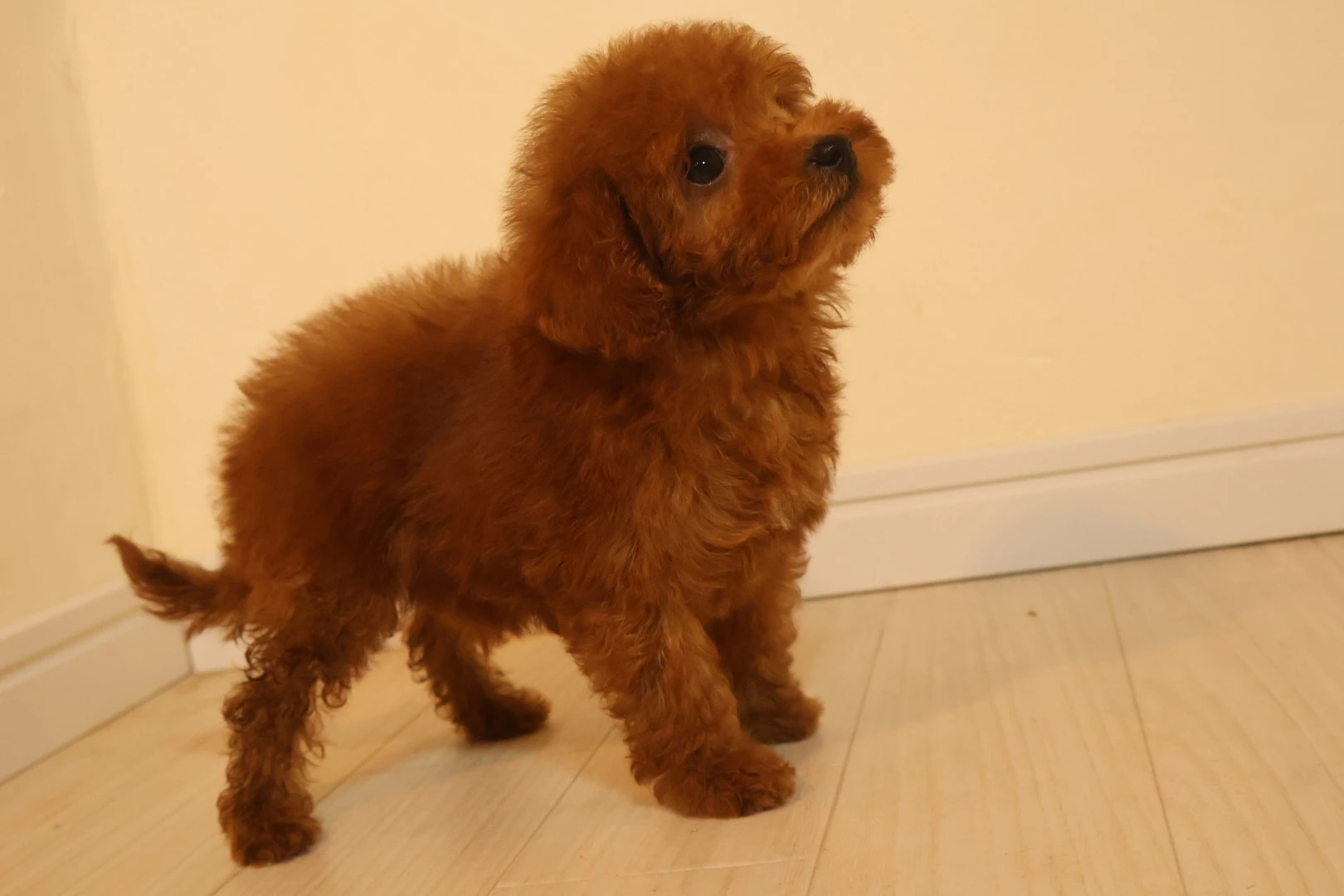 ティーカッププードルの性格を徹底解剖！あなたの愛犬がどんな子か知ろう