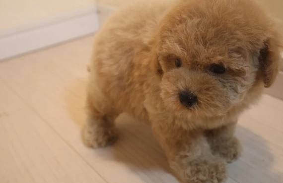 可愛いティーカッププードルの性格を理解して、トイプードルの子犬ライフを最高に楽しもう！