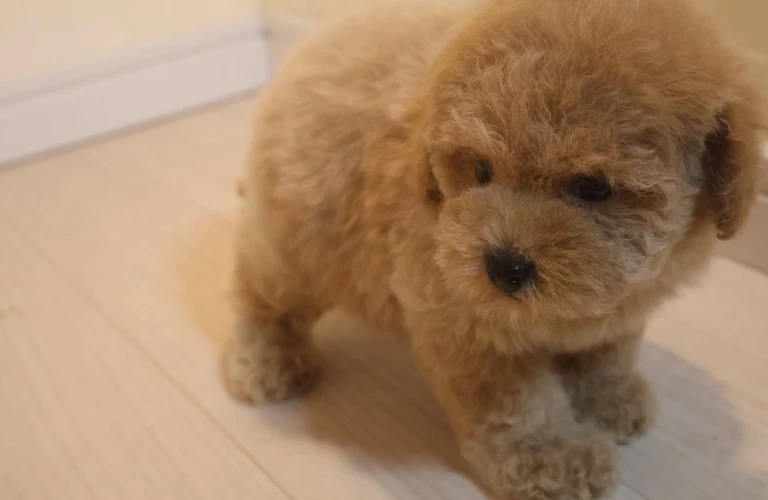 可愛いティーカッププードルの性格を理解して、トイプードルの子犬ライフを最高に楽しもう！
