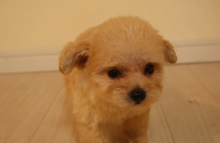 愛犬の健康と美しさを手に入れる!