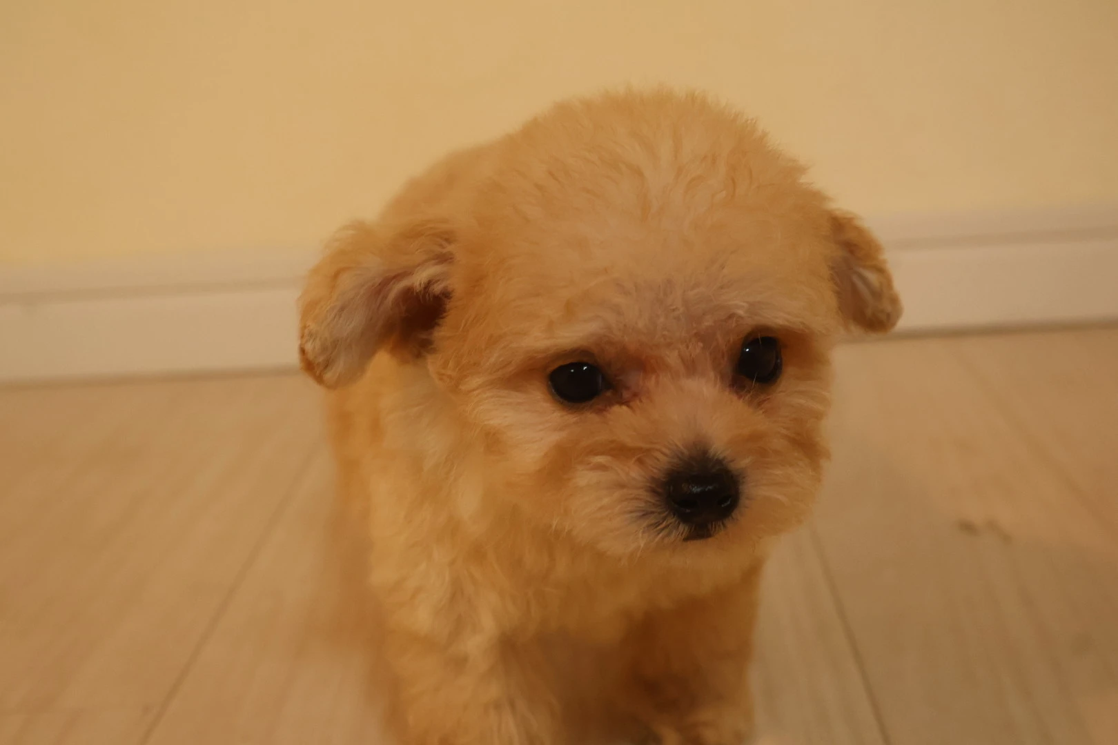 愛犬の健康と美しさを手に入れる!