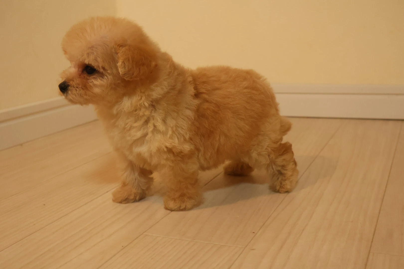 愛犬の健康を守る！フィラリア予防がトイプードル寿命を延ばす