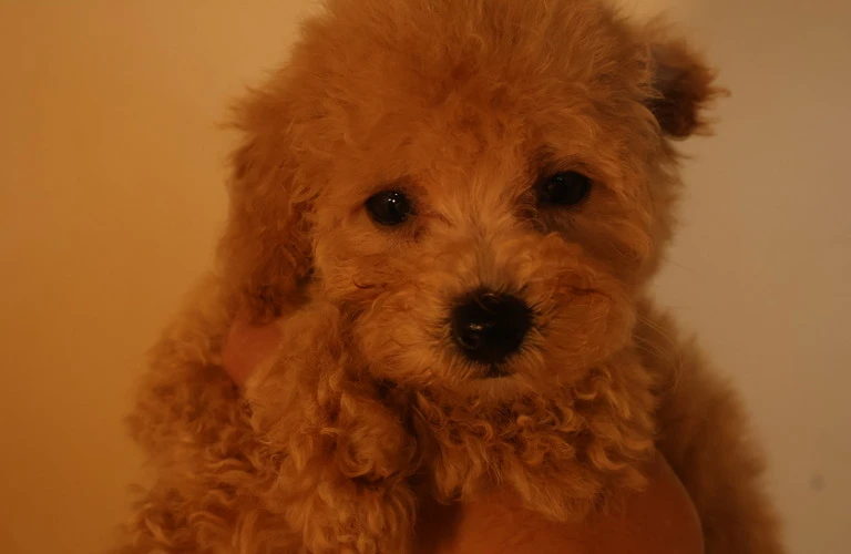 愛犬タイニープードルの健康を守るために、理想的なブリーダーの選び方とは？