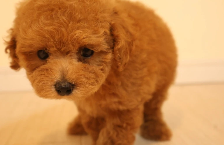 子犬購入に最適な選択を。あなたの愛犬ライフを支えます!