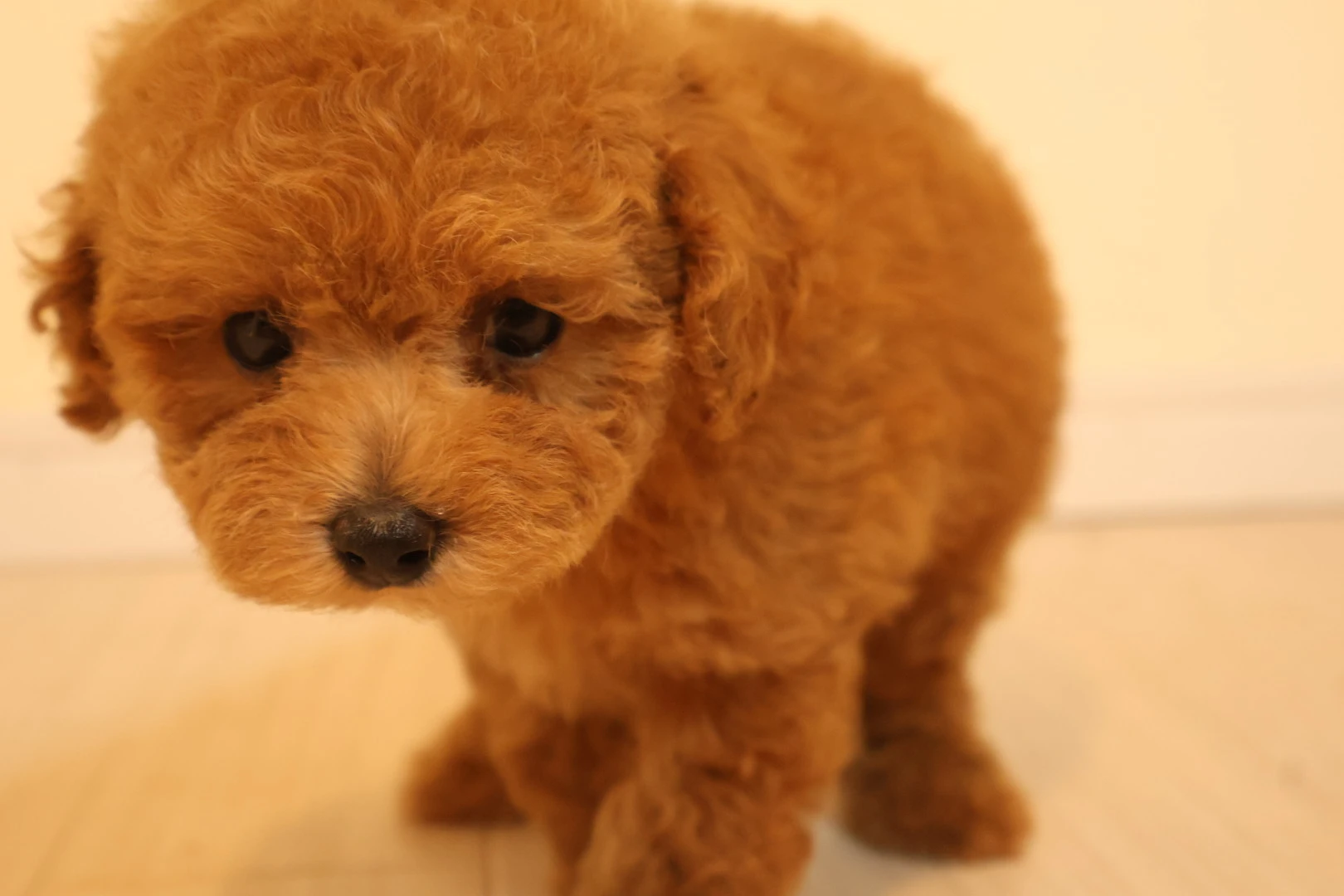 子犬購入に最適な選択を。あなたの愛犬ライフを支えます!