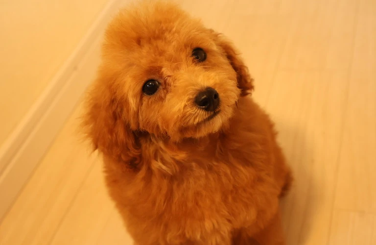 愛犬の健康を守るために、外耳炎予防の基礎を学びましょう！