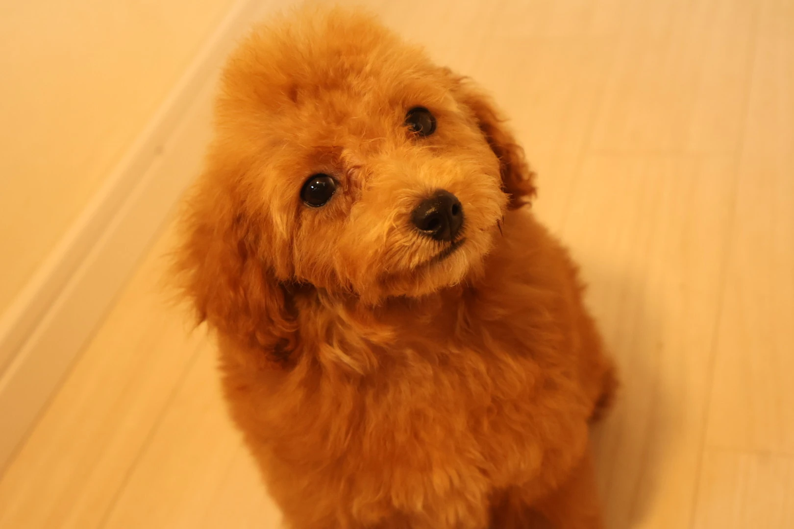 愛犬の健康を守るために、外耳炎予防の基礎を学びましょう！