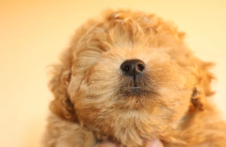愛犬にぴったりのドッグフードを見つけるための完全ガイド