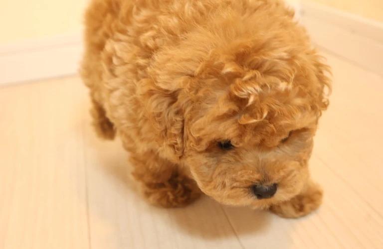 かわいさ満点！ タイニープードルに最適な飼育環境をご提案します