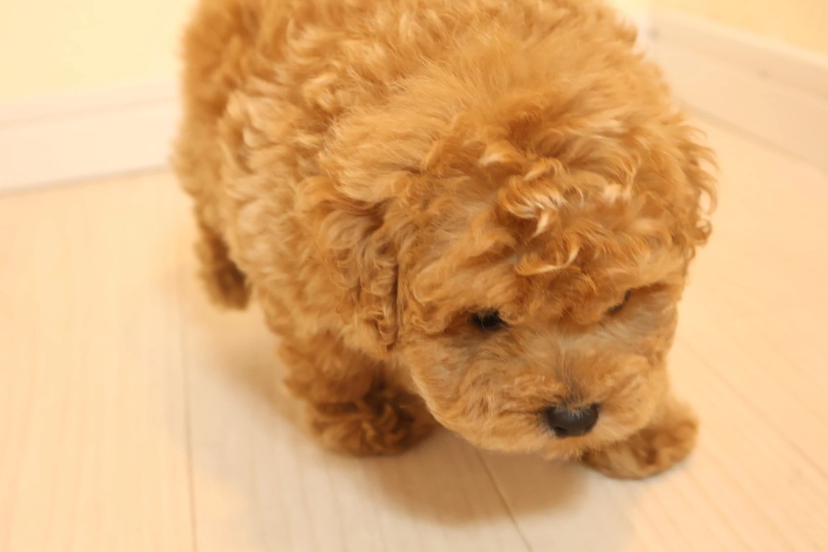 かわいさ満点！ タイニープードルに最適な飼育環境をご提案します