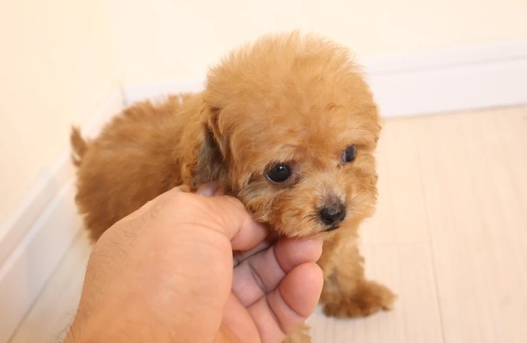 初心者でも安心！あなたの愛犬を守るために。