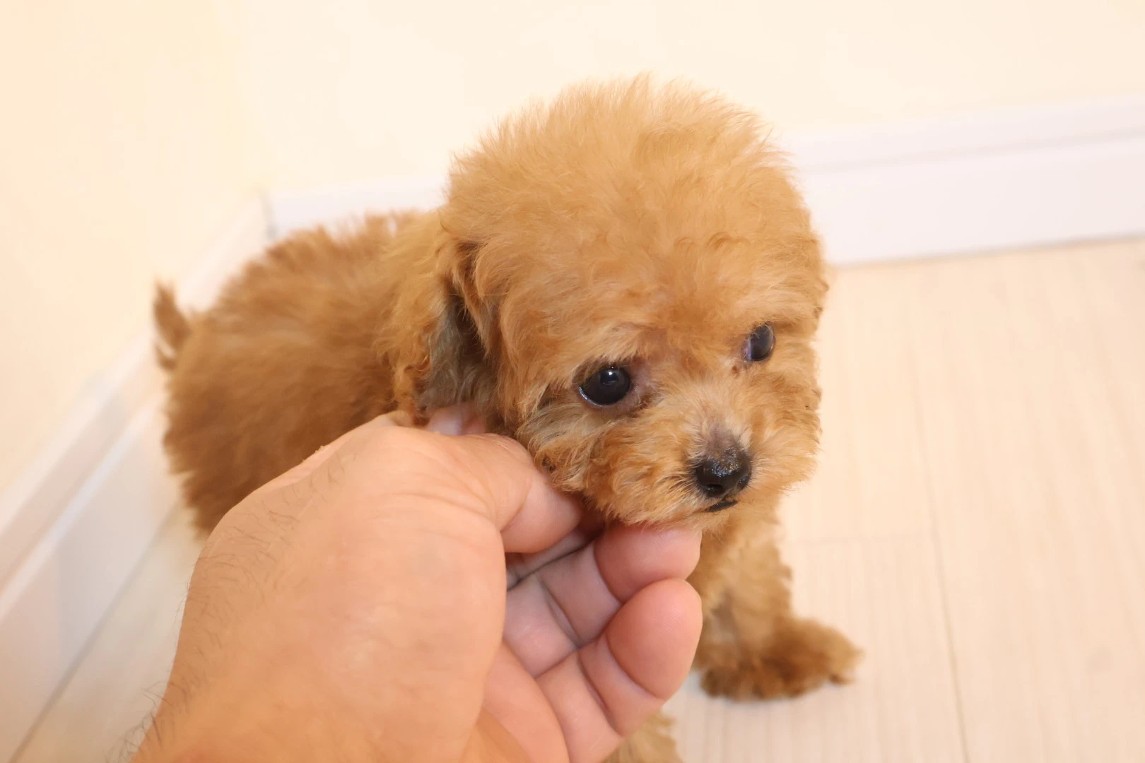 初心者でも安心！あなたの愛犬を守るために。