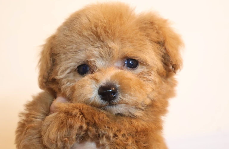 子犬から学ぶ！トイプードルの育て方ガイド