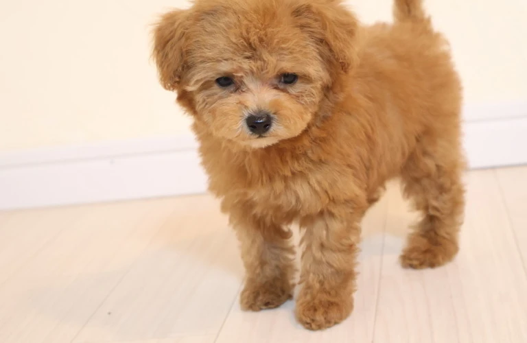 広島で安心して選べる、トイプードル子犬のベストガイド