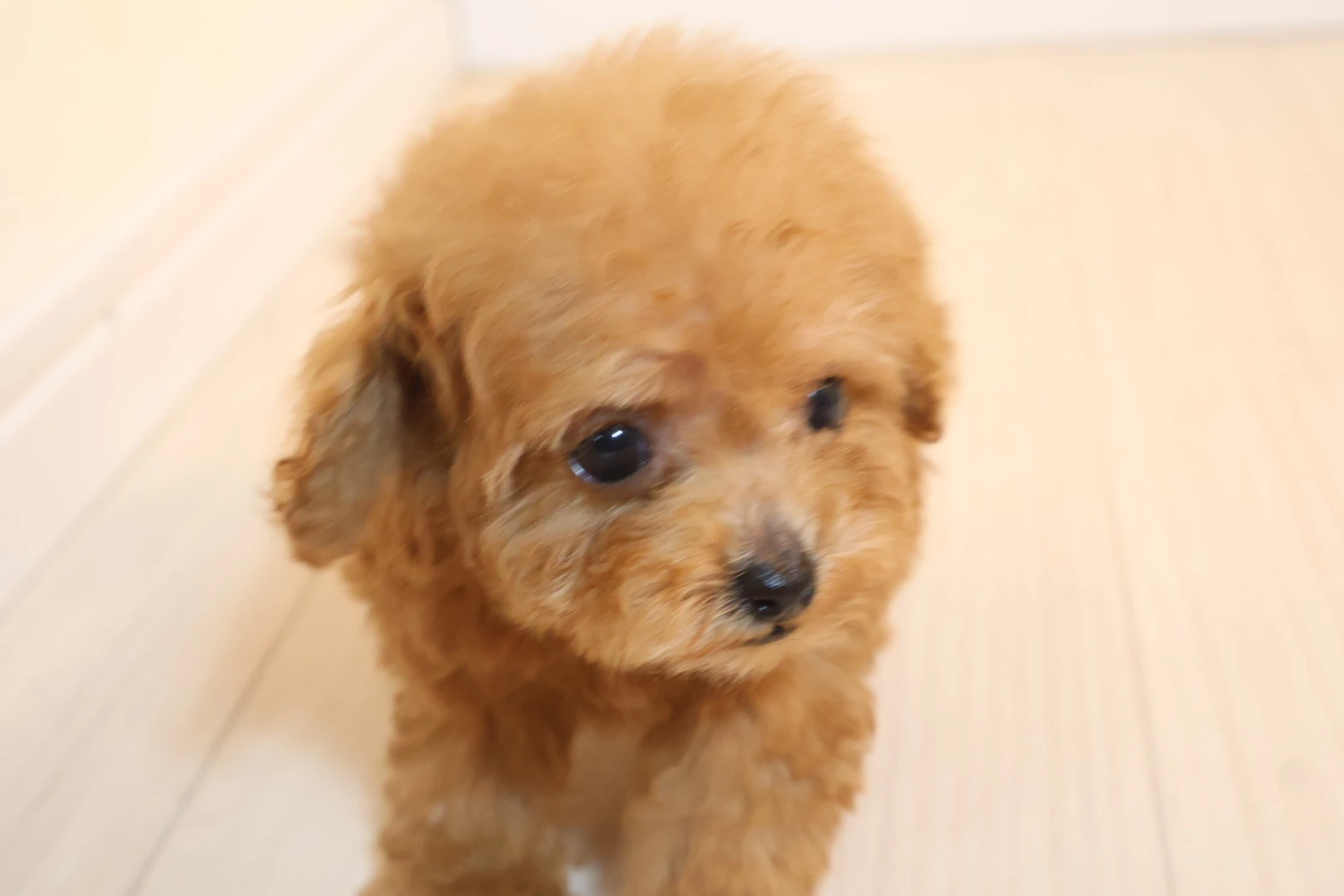 あなたのティーカッププードルを最愛の家族に！