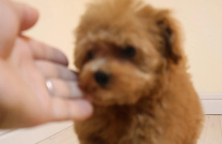 愛犬の美しさを引き出す！トイプードルのトリミングとお手入れ