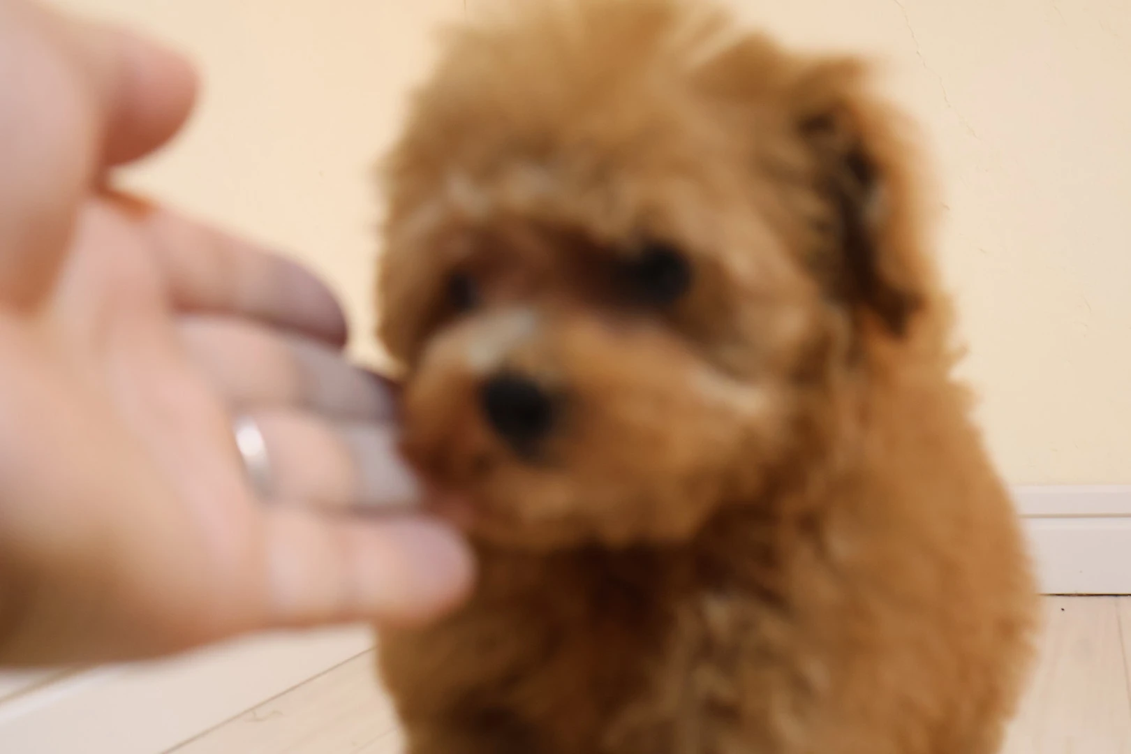 愛犬の美しさを引き出す！トイプードルのトリミングとお手入れ