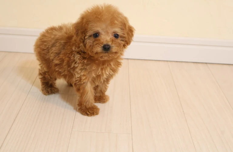小さな愛犬、タイニープードルの魅力を余すところなく伝えます！