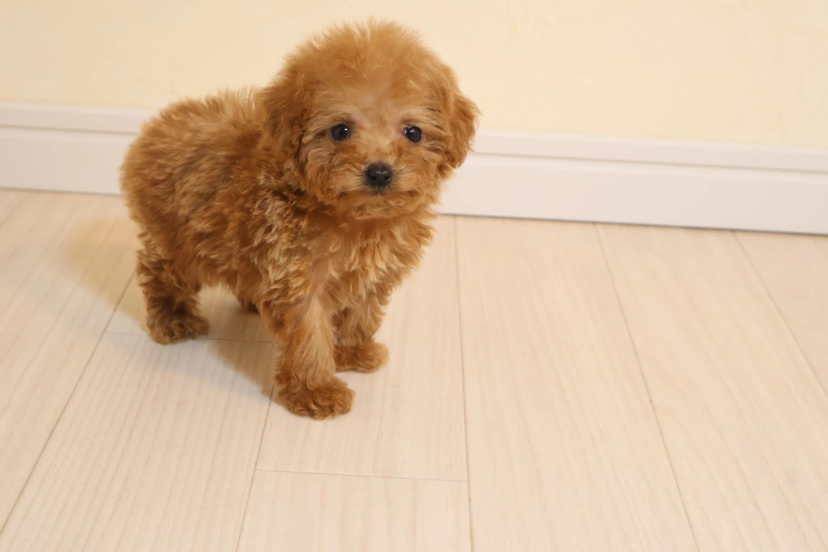 小さな愛犬、タイニープードルの魅力を余すところなく伝えます！