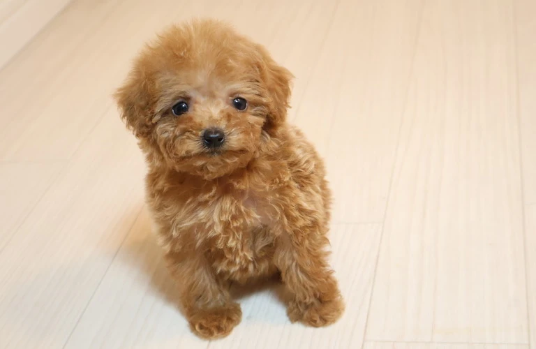 広島でトイプードルと共に楽しむ、犬イベント特集！