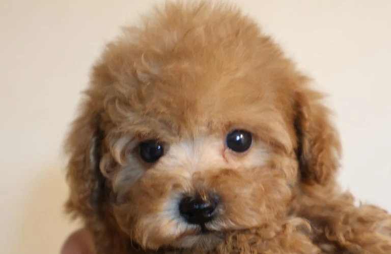 広島のティーカッププードル成犬を知る！
