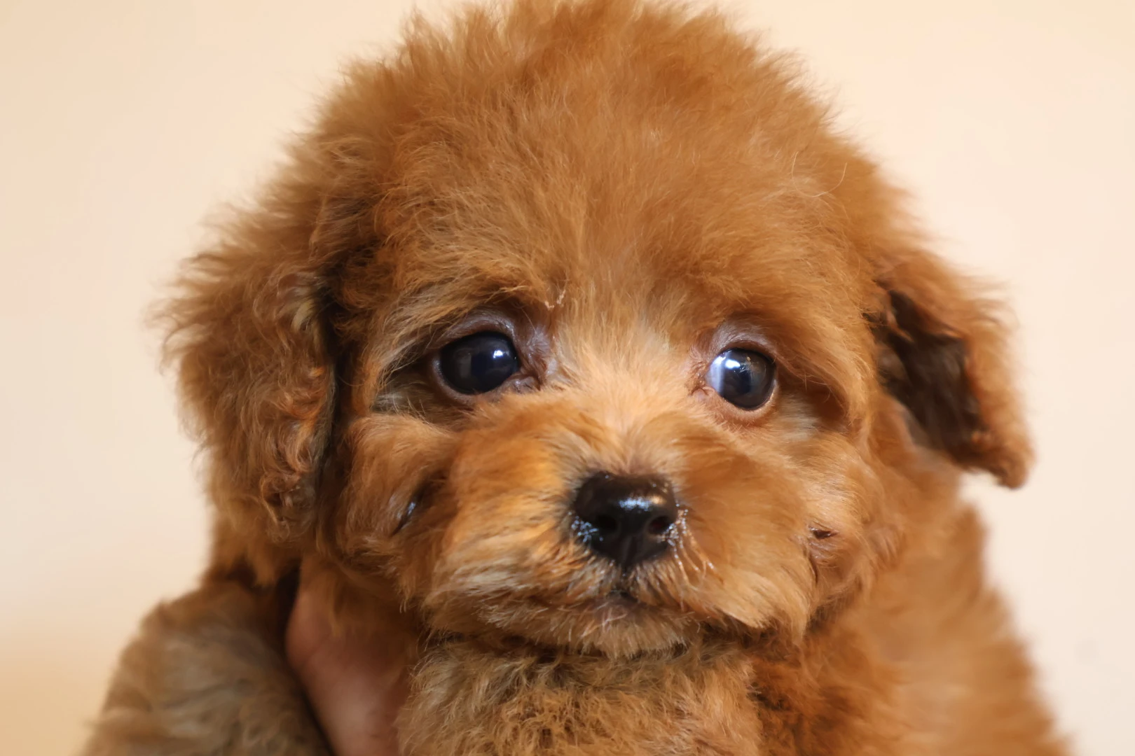 小型犬ファン必見！トイプードル子犬とともに過ごす幸せな毎日