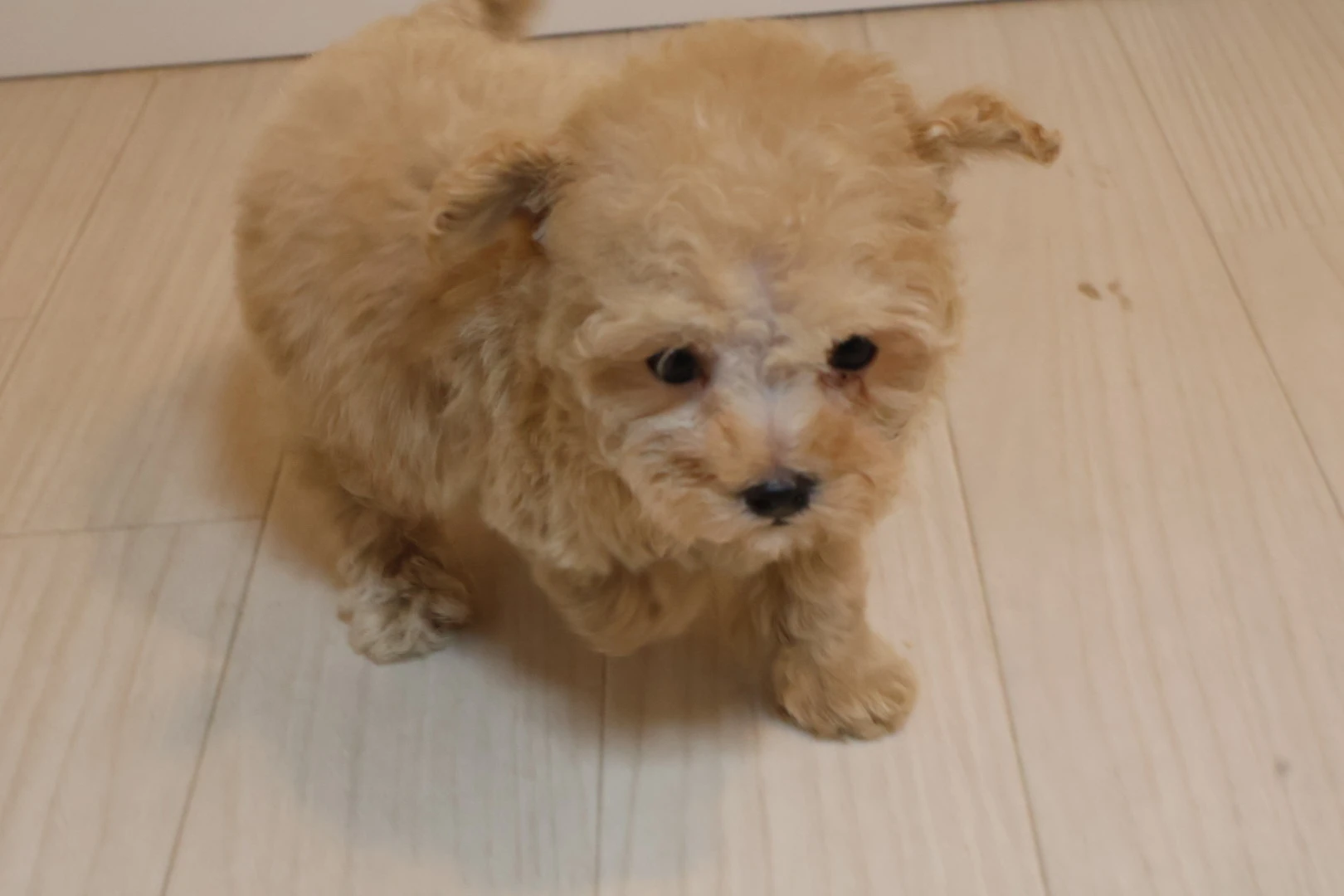 岡山でティーカッププードルをお迎えするなら、ここがポイント！