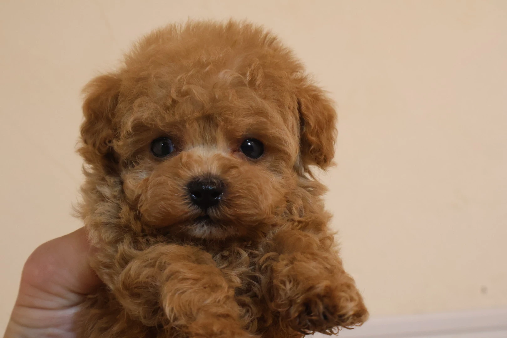 あなたの理想の子犬との出会いをサポートします！