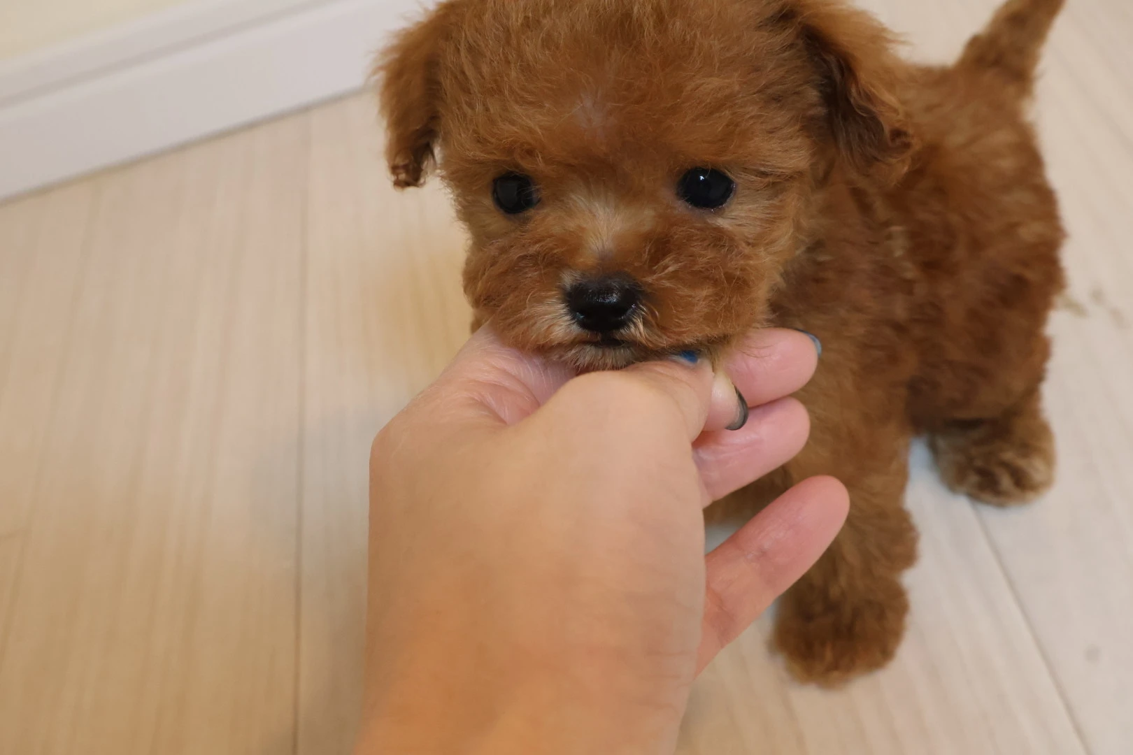 トイプードルと共に岡山の犬飼いライフを楽しもう！