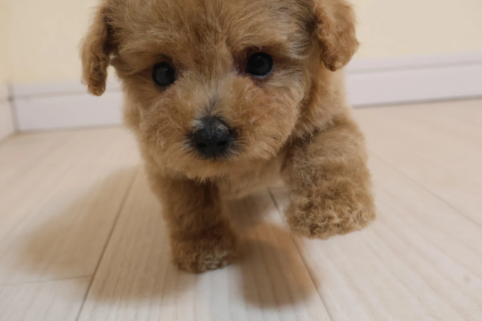 愛犬選びの新しい基準！タイニープードルとトイプードルの決定的な違いとは？
