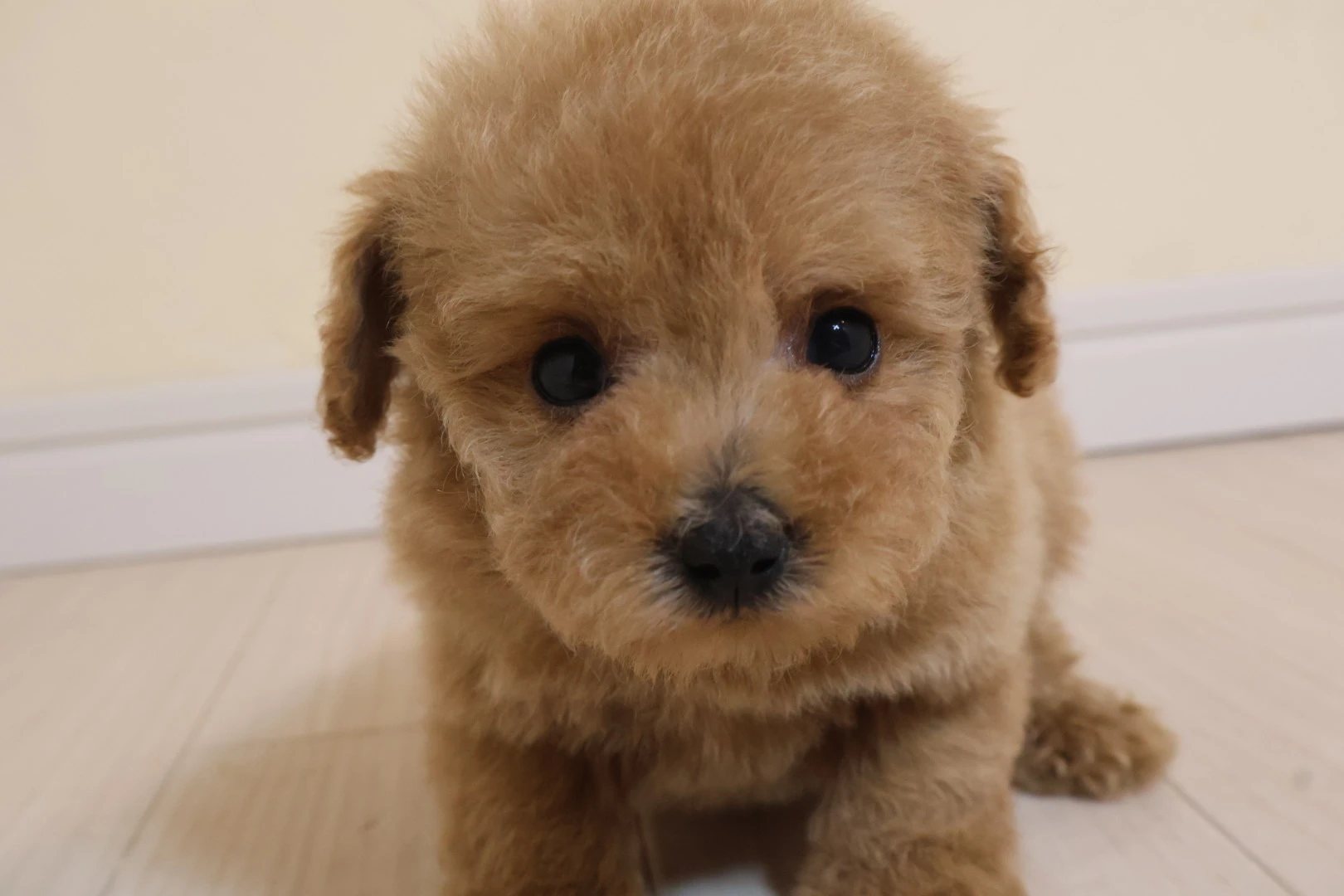 広島で最高のトイプードル子犬を見つけよう！
