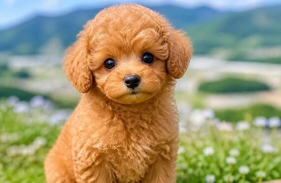 新見市でトイプードルの子犬をお探しなら｜アイカドールかも