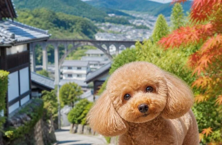 高梁市でトイプードルの子犬をお探しなら｜アイカドールかも