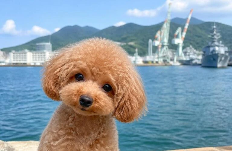 呉市でトイプードルの子犬をお探しなら｜アイカドールかも