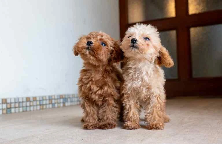 トイプードルの子犬をあなたの家族に♪