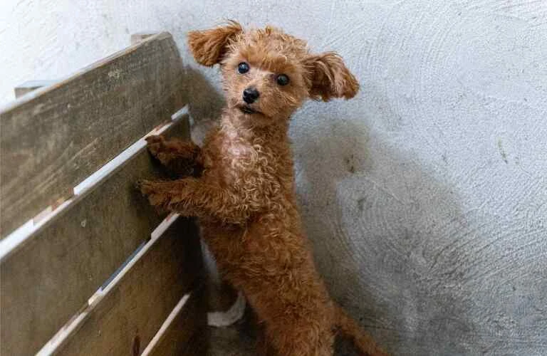 信頼と安心の犬舎見学！健康なトイプードル子犬販売中