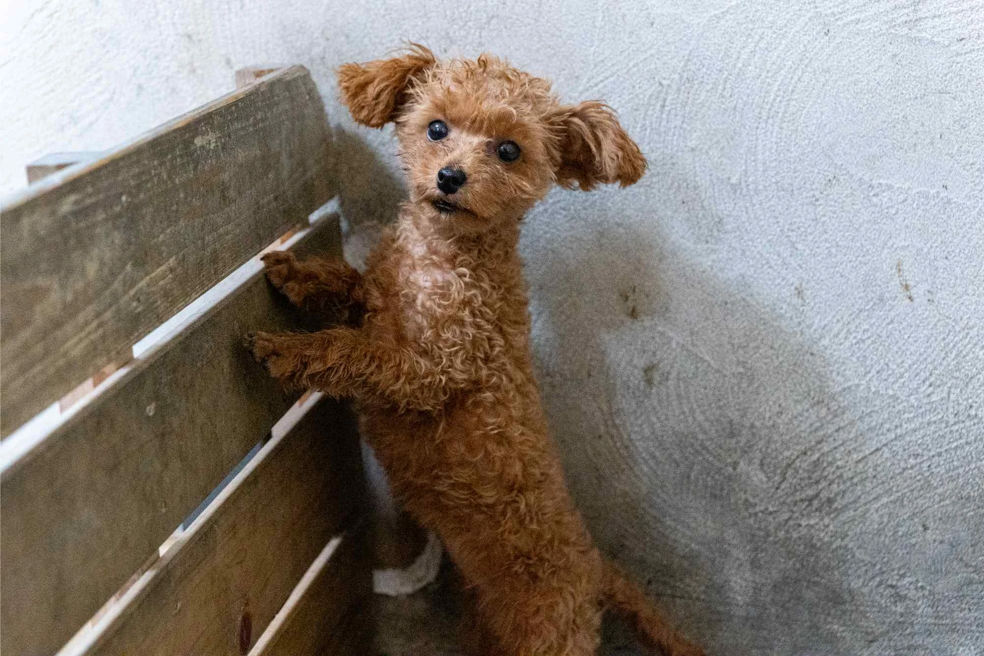 信頼と安心の犬舎見学！健康なトイプードル子犬販売中