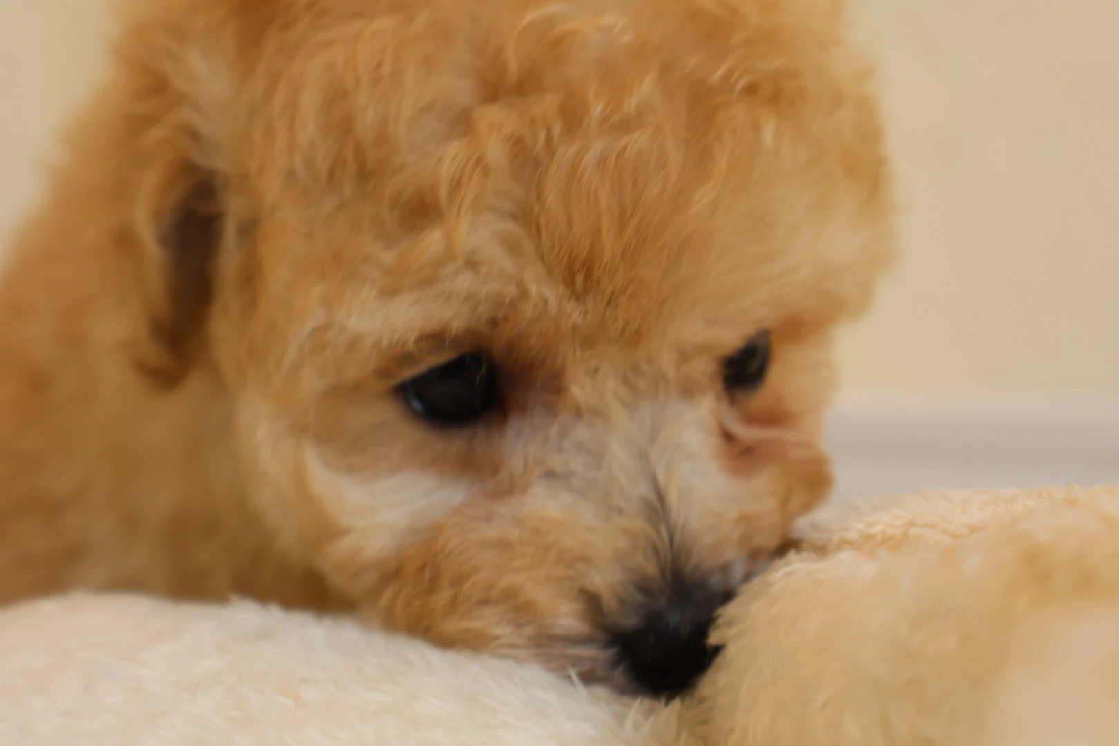 健康第一の子犬販売