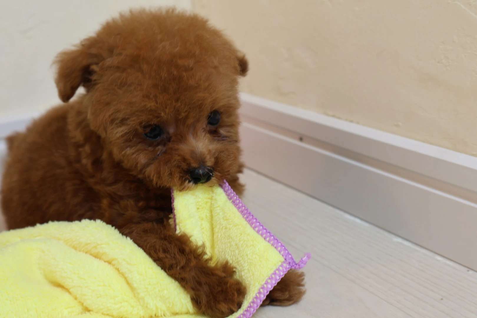 魅力満載の子犬販売