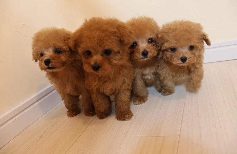 愛らしいトイプードルの子犬をお探しの方へ