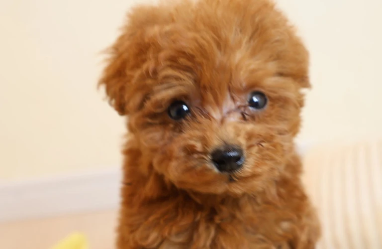 トイプードル専門ブリーダーがお届けする愛情いっぱいの仔犬