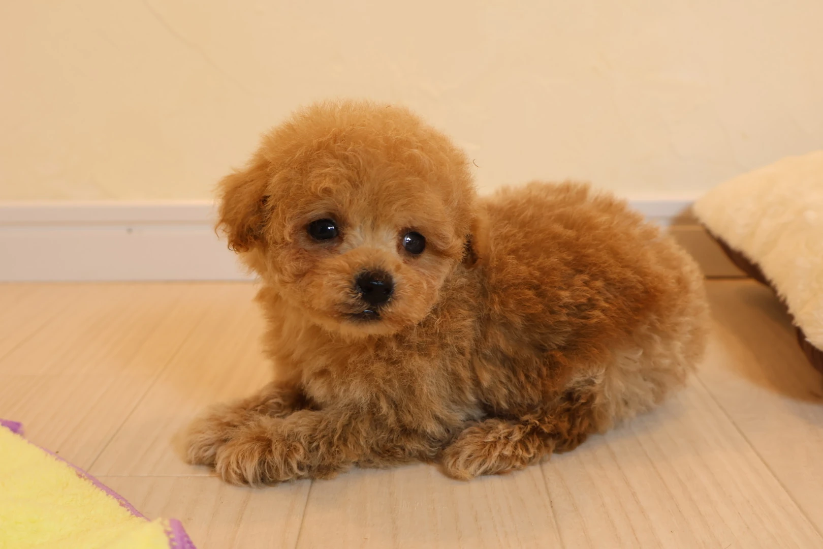 かわいい子犬との出会いを楽しもう！