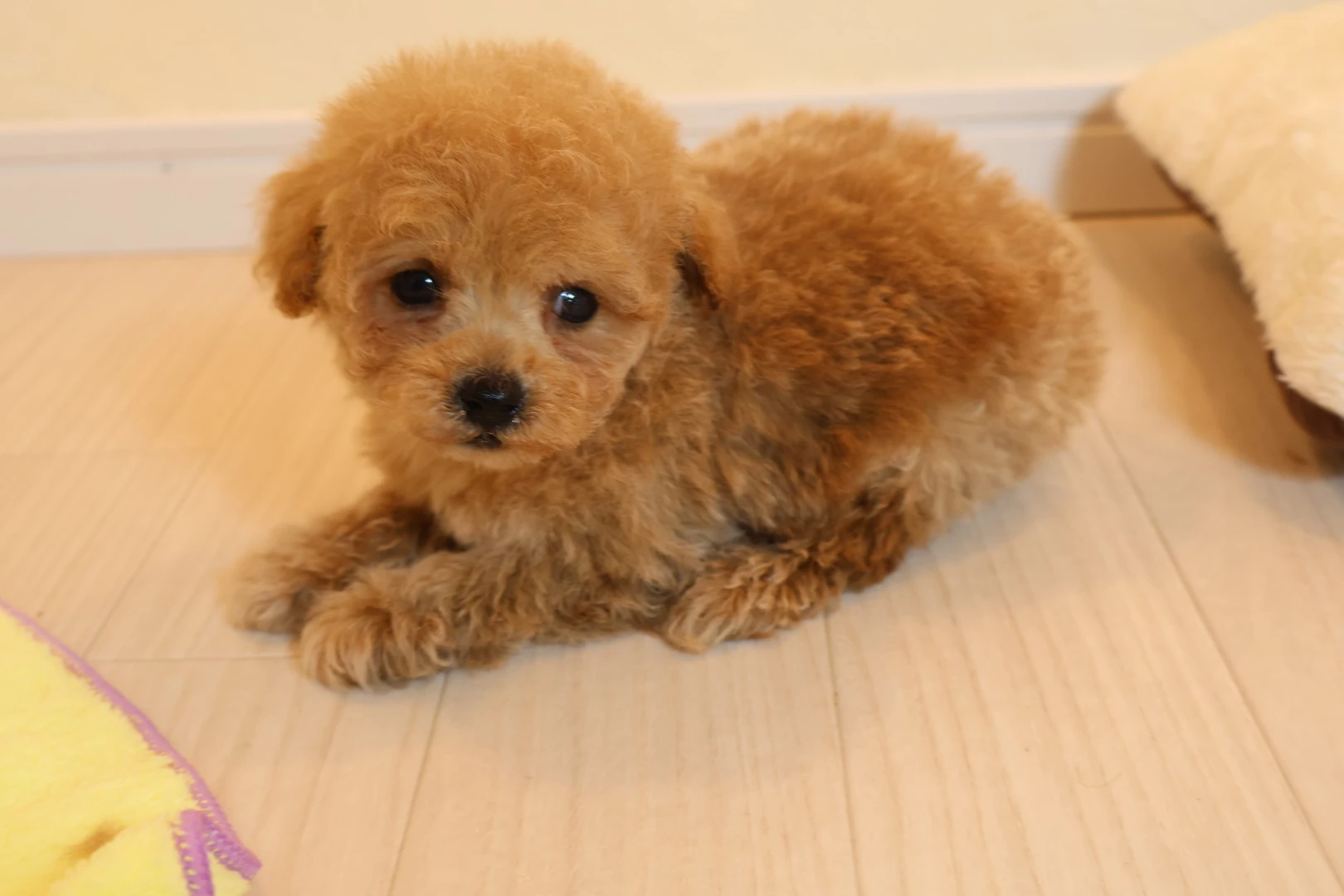 3. 子犬との暮らし方