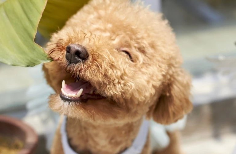 可愛い子犬と出会いたい方へ