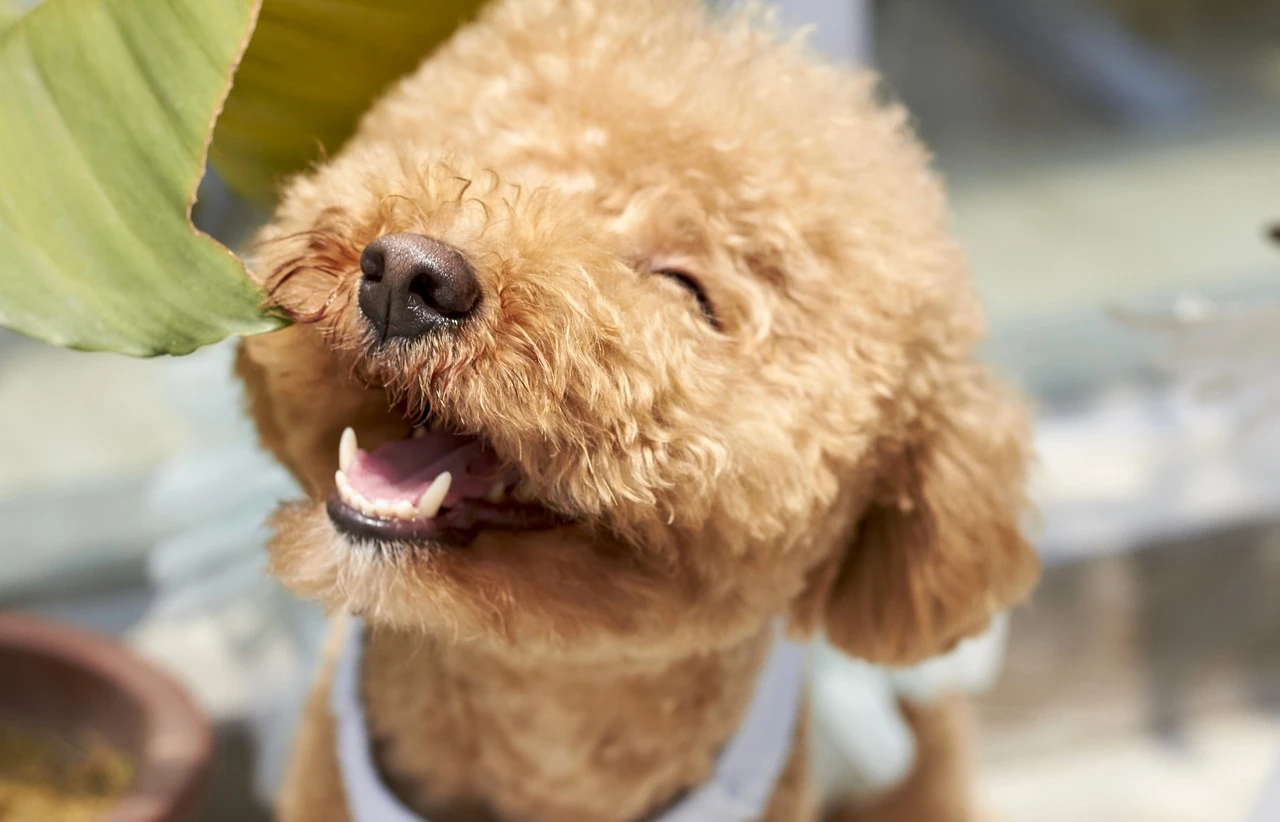 可愛い子犬と出会いたい方へ