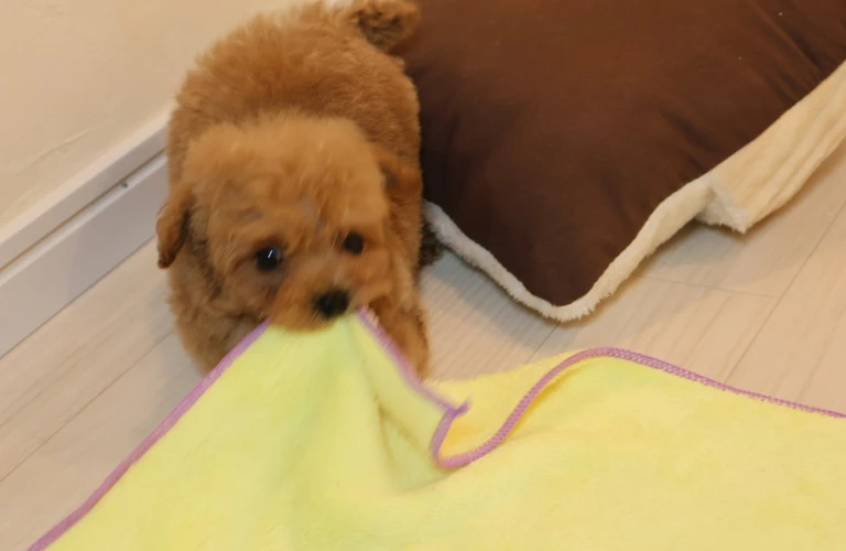 子犬の噛み癖に悩む飼い主必見！