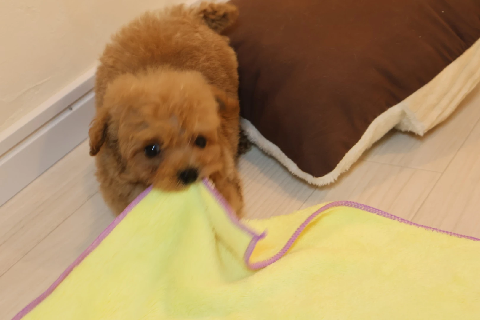 子犬の噛み癖に悩む飼い主必見！