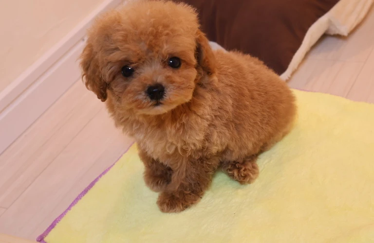 トイプードルの寿命と飼い方を知ろう
