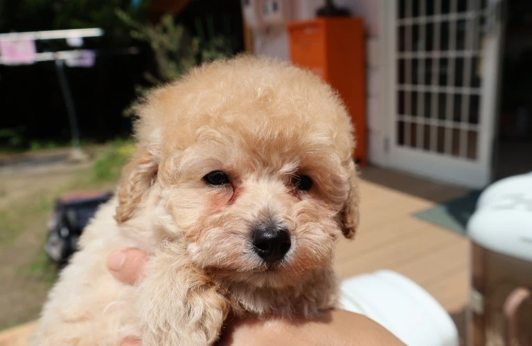 子犬の散歩デビューはいつから？専門家が解説